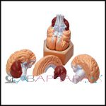 Human Brain-4 PARTS