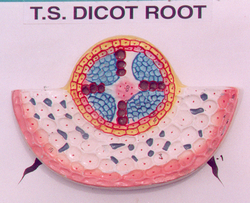 T.S. Dicot Root, manufacturers, suppliers, exporter, distributors, ambala, india.