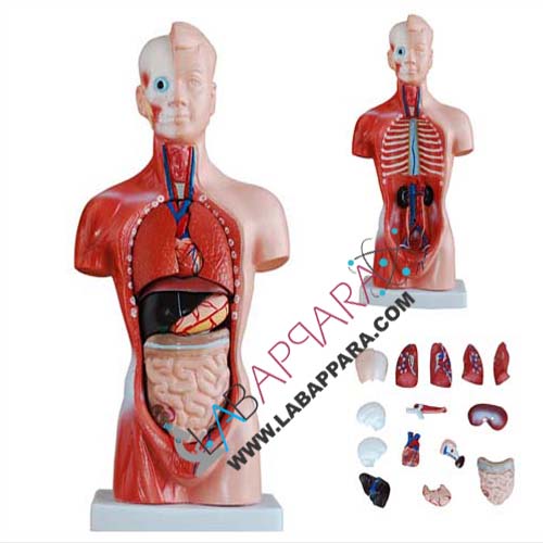 HUMAN Torso 15 Parts, PVC, Medical instruments supplier, scientific educational models, Laboratory equipments exporter, biological instruments, zoological models, Anatomy Models supplier, science model manufacture, distributor, fiber model, anatomical osteoporosis model, zoology, manufacturer.