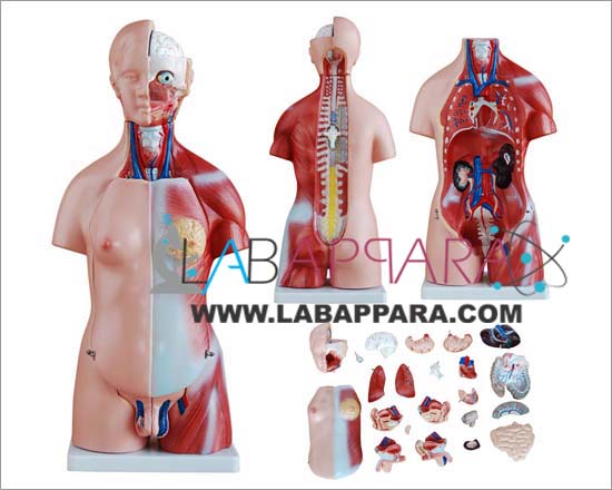 HUMAN MALE Unisex Torso 23 Parts, PVC, Anatomy Models supplier, science model manufacture, distributor, fiber model, anatomical osteoporosis model, zoology, manufacturer, Medical instruments supplier, Laboratory equipments exporter, biological instruments, zoological equipments