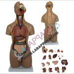 Human Unisex Torso 55cm (20 Parts)