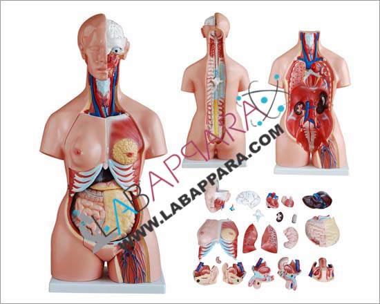 HUMAN Tri-sex Torso 21 Parts, PVC, Medical instruments supplier, Laboratory equipments exporter, biological instruments, zoological equipments, Anatomy Models supplier, science model manufacture, distributor, fiber model, anatomical osteoporosis model, zoology, manufacturer.