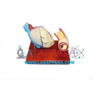 Heart With Artery Blockage Models, zoology, manufacturer, Medical instruments supplier, science model distributor, Laboratory equipments exporter, Anatomy Models supplier, biological instruments, fiber model manufacturer, zoological equipments, scientific educational models.