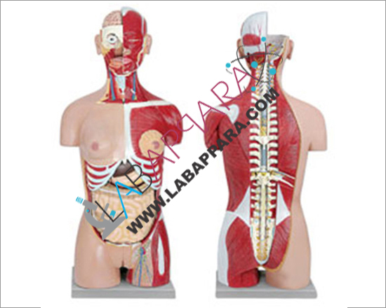 Human Torso Dual Sex 12 Parts, Medical instruments, Anatomy Models supplier, Laboratory equipments exporter, science model manufacture, biological instruments, zoological equipments, anatomical osteoporosis model, zoology, manufacturer, biological educational models.