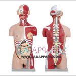 Human Torso with Interchangeable Sex Organs and open back