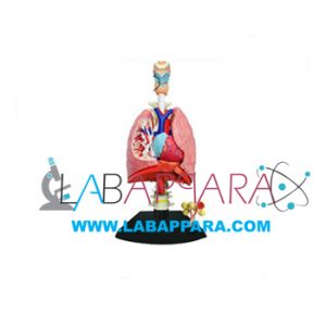 Lungs with Heart Models, Anatomy Models supplier, Medical instruments supplier, Laboratory equipments exporter, biological instruments, zoological equipments, science model manufacture, distributor, fiber model, anatomical osteoporosis model, zoology models, manufacturer, scientific educational models.