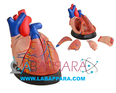 Middle Heart Model, Educational Model distributor, laboratory equipment manufacturers, Anatomy Models supplier, manufacture, science model, fibre model, anatomical osteoporosis model,zoology, manufacturer, scientific instrument.