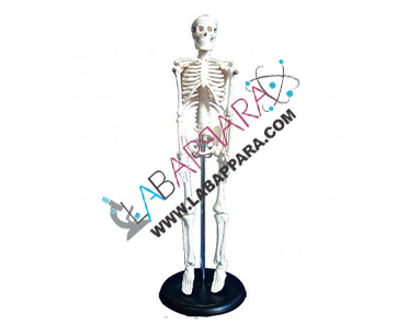 Mini Skeleton Model, Educational Fibre Model, manufacturer, Anatomy Models supplier, manufacture, distributor, science model, fibre model, anatomical osteoporosis model,zoology, manufacturer. Mini human skeleton model offers an unique hands-on learning experience for young scientists, curious kids or medical professionals.