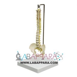 Mini Spine Model, Educational Fiber Model, Medical instruments supplier, Laboratory equipments exporter, School equipments, biological instruments, zoological equipments, University Instruments, Scientific instrument manufacturer, Industrial instrument dealer, Research Equipment, lab Instruments Manufacturer, Supplier, Exporter.