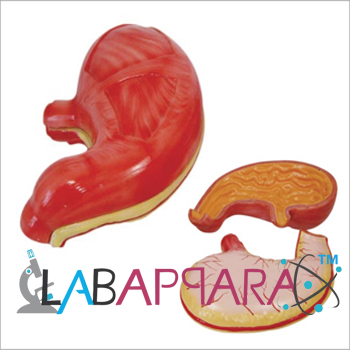 Stomach Model, zoological equipments, Anatomy Models supplier, science model manufacture, biological instruments, distributor, fiber model, anatomical osteoporosis model, zoology models, manufacturer, Medical instruments supplier, Laboratory equipments exporter, scientific educational models.